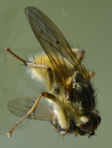 Scathophaga stercoraria